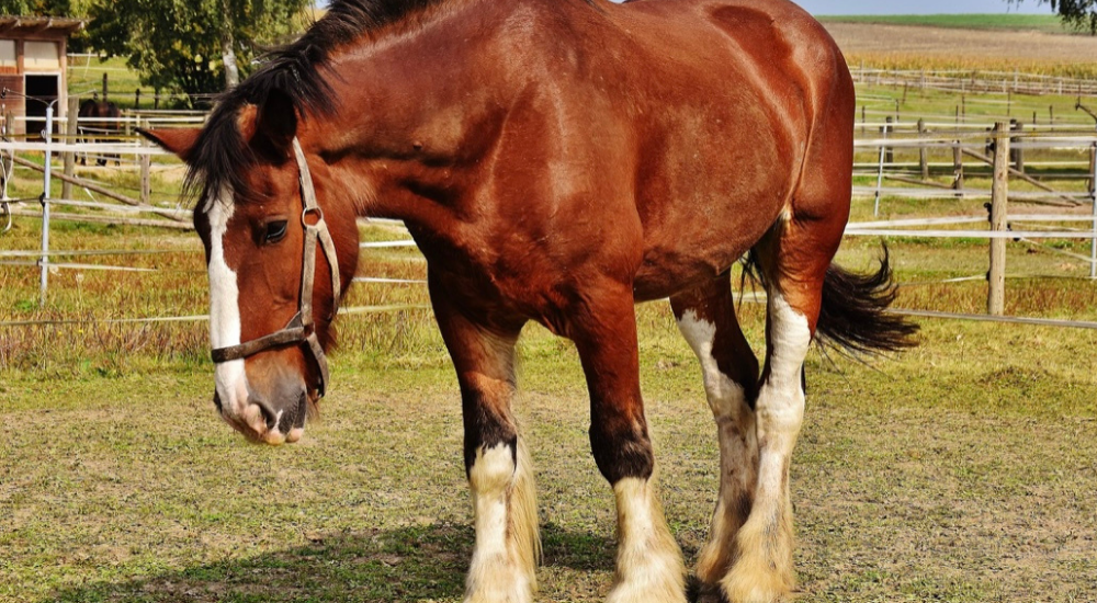 Dösendes Pferd