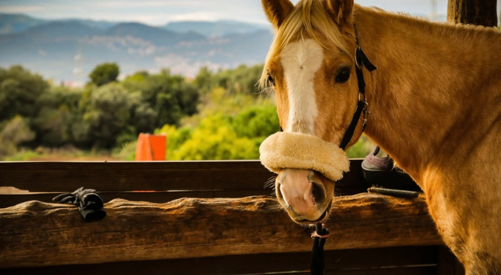 Was kostet es ein Pferd zu halten? Jährlich & Monatlich