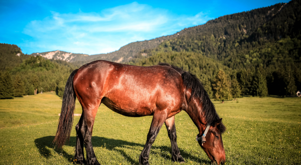 Wie viel Futter braucht ein Pferd? (Heu, Gras & Co.)