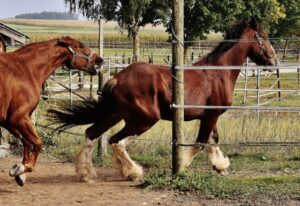 ranghohes Pferd vertreibt rangniedriges Pferd