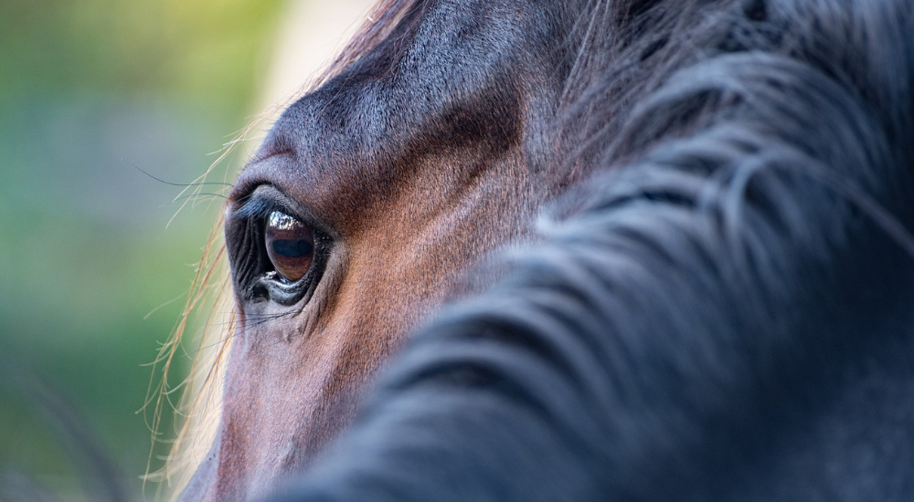 Können blinde Pferde weiter geritten werden?