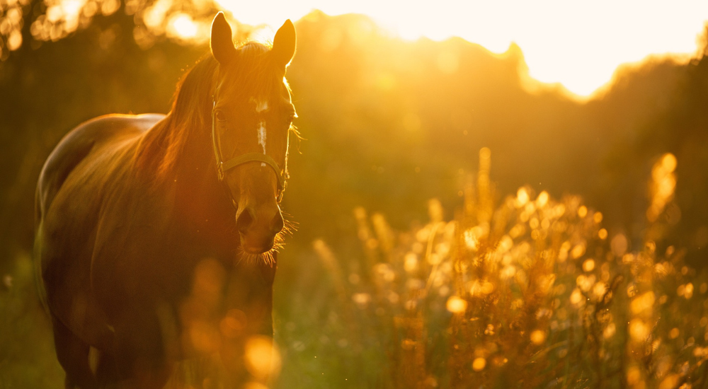 Wie wird ein rohes Pferd korrekt eingeritten?