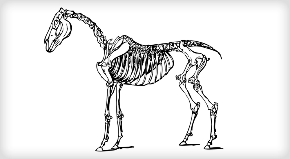 Wie sieht das Skelett eines Pferdes aus? Einfache Übersicht